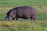 Bootsfahrt auf dem Chobe 
