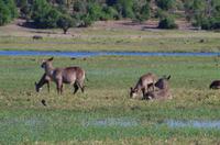 Bootsfahrt auf dem Chobe  - Wasserbock