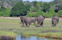 Bootsfahrt auf dem Chobe 