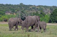 Bootsfahrt auf dem Chobe 