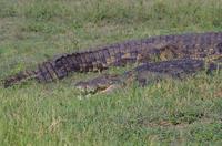 Bootsfahrt auf dem Chobe 