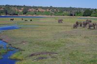 Bootsfahrt auf dem Chobe 