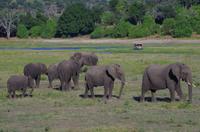 Bootsfahrt auf dem Chobe 