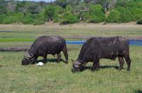 Bootsfahrt auf dem Chobe  - Büffel