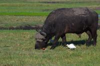 Bootsfahrt auf dem Chobe - Büffel