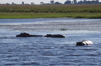 Bootsfahrt auf dem Chobe - Hippos