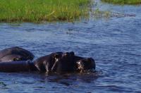 Bootsfahrt auf dem Chobe -Hippos