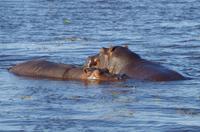 Bootsfahrt auf dem Chobe - Hippos