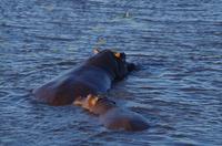 Bootsfahrt auf dem Chobe - Hippos
