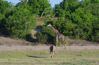 Bootsfahrt auf dem Chobe 