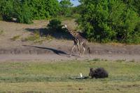 Bootsfahrt auf dem Chobe 