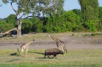 Bootsfahrt auf dem Chobe 