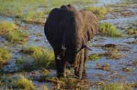 Bootsfahrt auf dem Chobe 