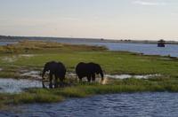 Bootsfahrt auf dem Chobe 