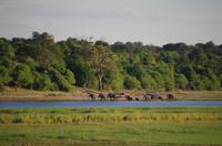 Bootsfahrt auf dem Chobe 