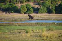 Bootsfahrt auf dem Chobe 