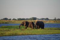 Bootsfahrt auf dem Chobe 