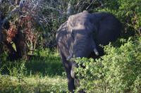 Simbabwe - Bootsfahrt auf dem Sambesi