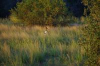 Simbabwe - Bootsfahrt auf dem Sambesi - Sattelstorch