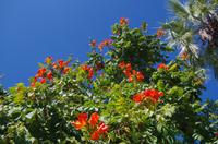 A Zambesi River Lodge -  Vic Falls