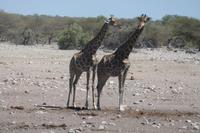 Giraffen im Doppelpack
