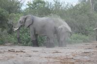 sandige Elefantendusche