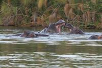 Unterhaltsame Hippos