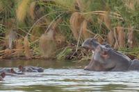 Unterhaltsame Hippos