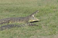 Krokodile am Chobe
