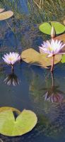 178 Tageswasserlilien