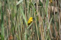 181 Webervogel