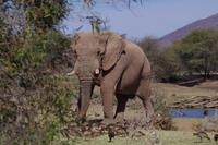 Mount Etjo Lodge - Elefant