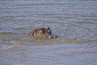 Okanjati Wildreservat - Hippo