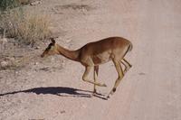 Okanjati Wildreservat - Impala