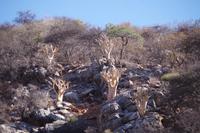 Okanjati Wildreservat - Pirschfahrt