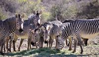 Okanjati Wildreservat - Bergzebras