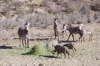 Okanjati Wildreservat - Pirschfahrt