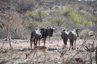 Okanjati Wildreservat - Gnu