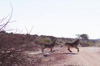 Okanjati Wildreservat - Bergzebras