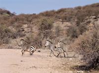 Okanjati Wildreservat - Bergzebras