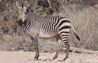 Okanjati Wildreservat - Bergzebra