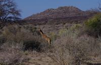 Okanjati Wildreservat - Giraffe