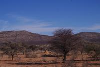 Okanjati Wildreservat - Pirschfahrt