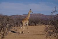 Okanjati Wildreservat - Giraffe