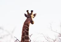 Okanjati Wildreservat - Giraffe