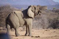 Okanjati Wildreservat - Elefant