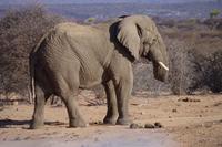 Okanjati Wildreservat - Elefant