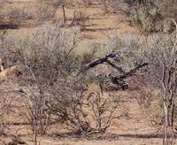 Okanjati Wildreservat - Erdferkel