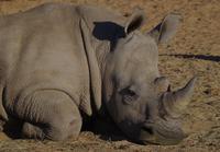 Okanjati Wildreservat - Breitmaulnashorn