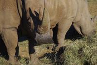 Okanjati Wildreservat - Breitmaulnashorn